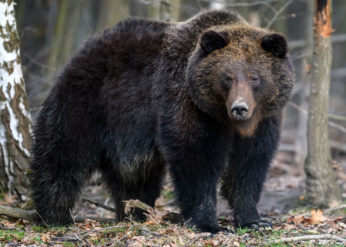 A bear standing in a forest, reminiscent of scariest hikes encounters.