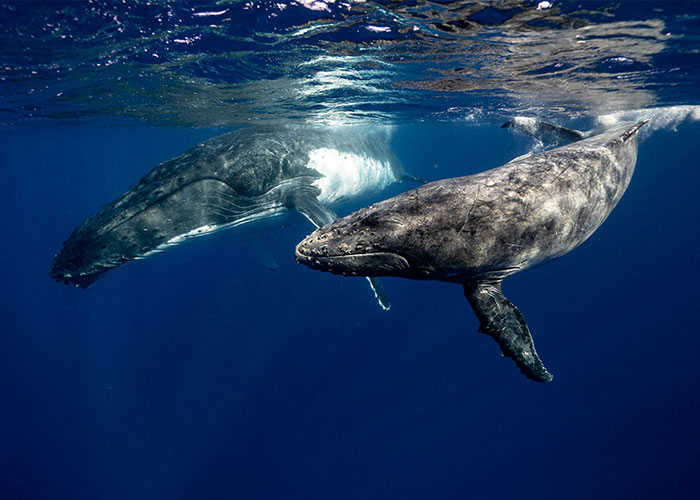 Two whales swimming gracefully underwater, showcasing delightfully wholesome marine life.