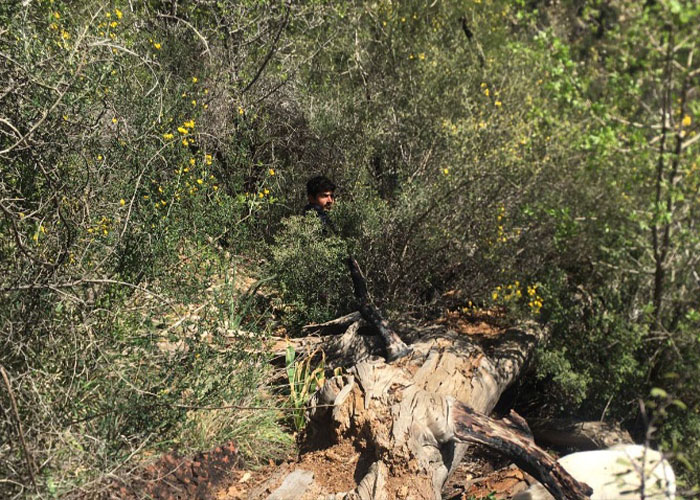 Person navigating through dense, overgrown trail, exemplifying a scary hike amid tangled vegetation and fallen logs.