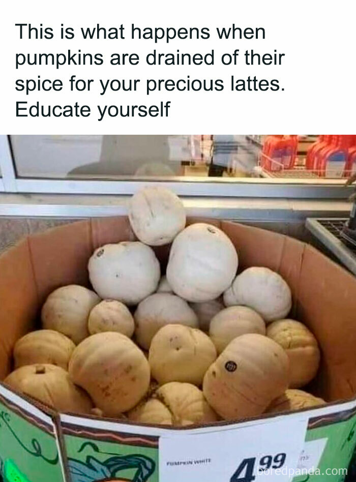 White pumpkins in a store display with humorous text about pumpkin spice and lattes for those who love to cook.