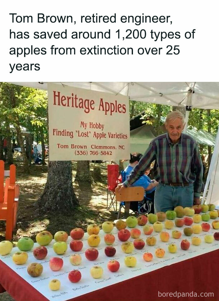 Retired engineer showcases 1,200 apple varieties at a "Heritage Apples" display, saving them from extinction.