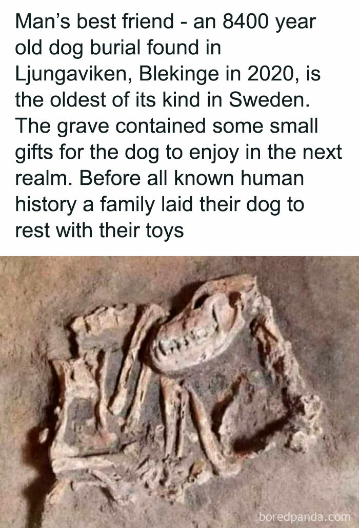 Ancient dog burial in Sweden, highlighting heartwarming human-canine bond from 8400 years ago.