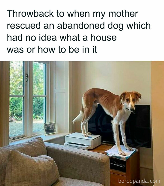 Rescued dog awkwardly standing on a table, looking confused in a living room, bringing heartwarming joy.