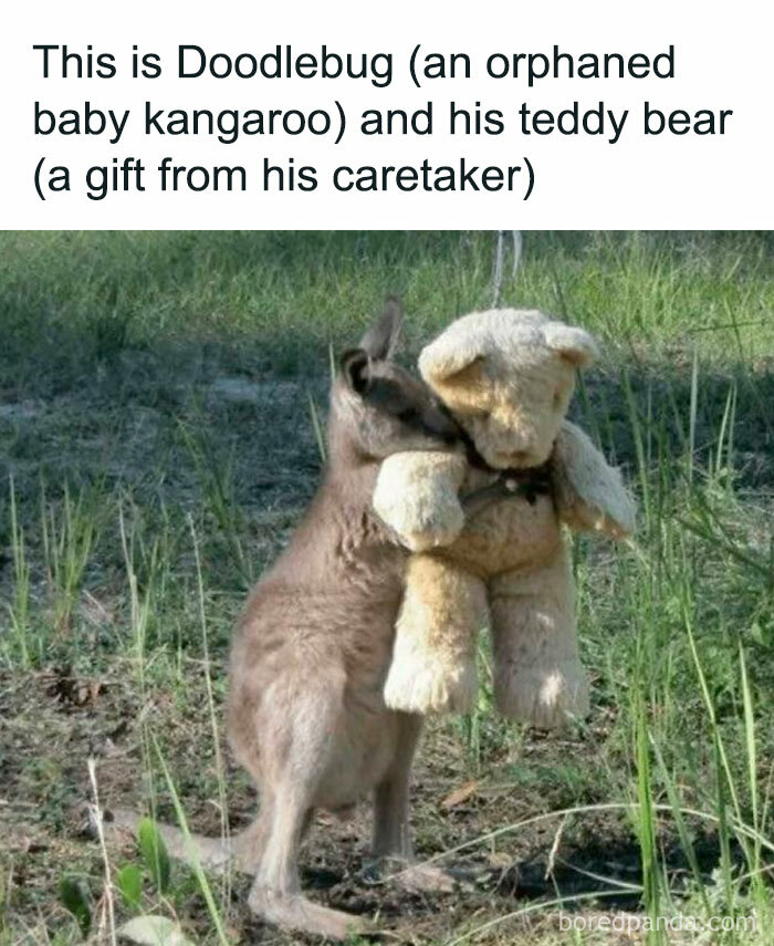 Baby kangaroo cuddling a teddy bear in grassy area, bringing joy and warmth.