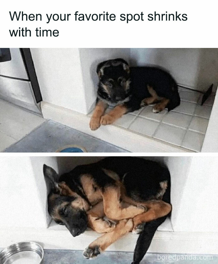 Cute dog growing into a favorite spot, showcasing joy and comfort in small spaces.