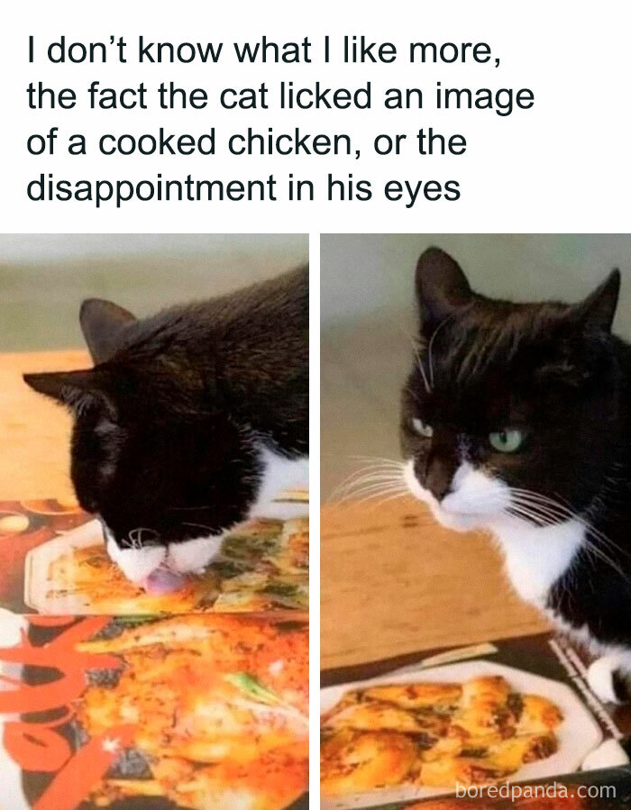 A black and white cat licks an image of cooked chicken, then looks disappointed, bringing joy and humor.