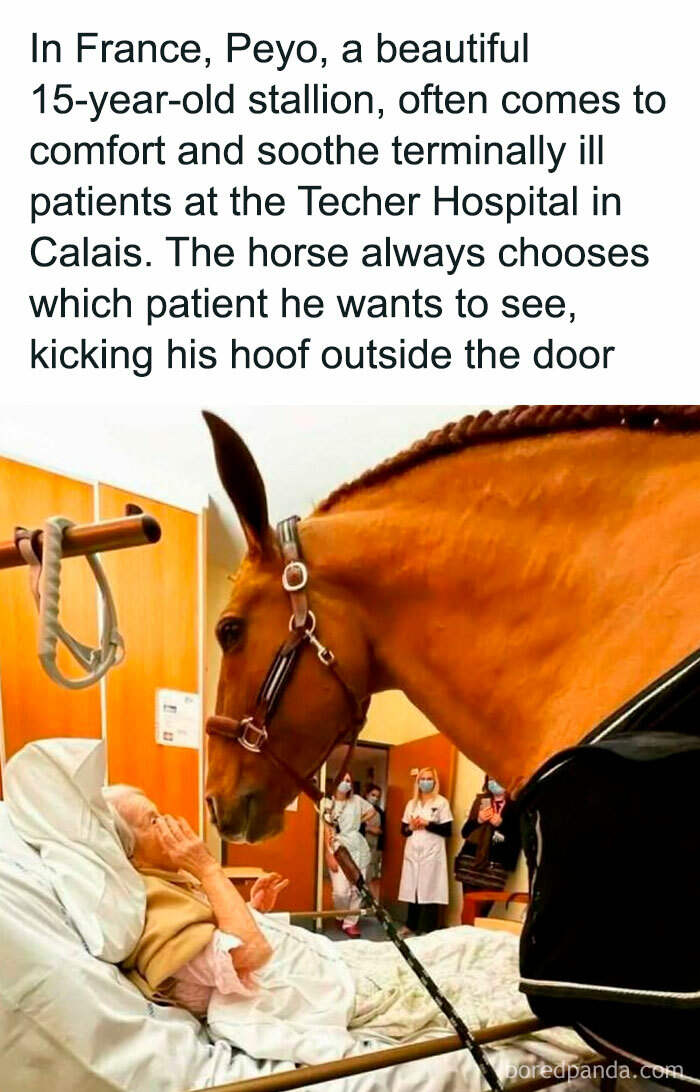 Horse comforting a patient in a hospital bed, bringing joy to their day.