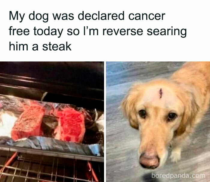 Dog declared cancer-free, owner cooking steak to celebrate; heartwarming memes image.