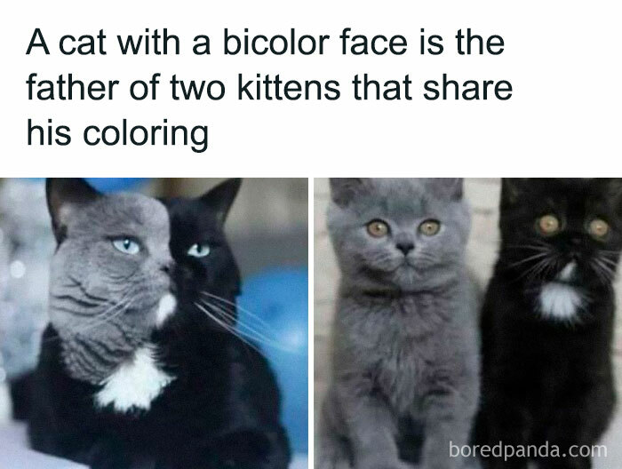 Bicolor cat with two kittens sharing his coloring, bringing joy with their unique appearance.