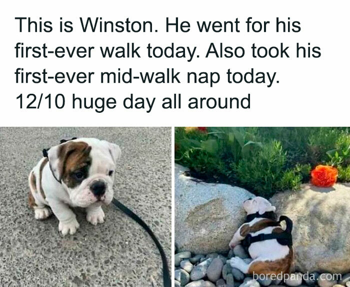 Adorable puppy on its first walk and nap, bringing joy to the day.