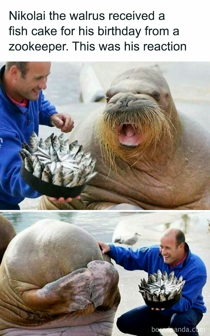 Walrus joyfully receives a fish cake from zookeeper, bringing a heartwarming moment to the day.