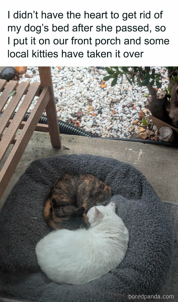 Cats napping on a dog's bed on a porch, bringing joy to the day.