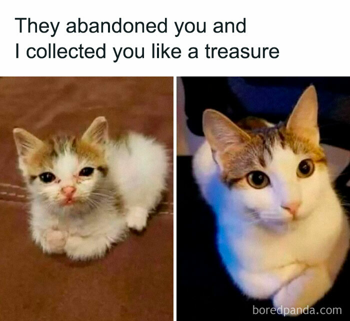 Cute kitten transformation photo bringing joy and warmth.