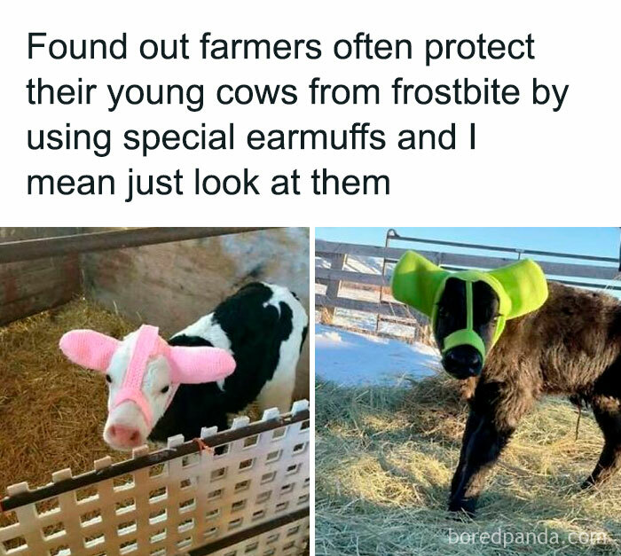 Young cows wearing colorful earmuffs to prevent frostbite, showcasing a heartwarming moment.