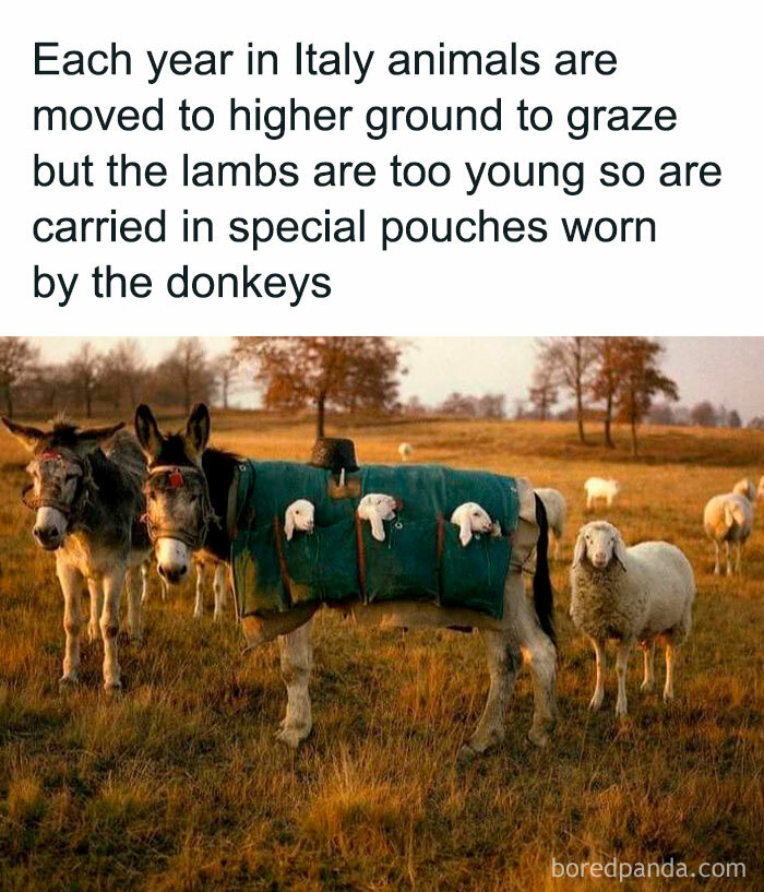 Donkey carrying lambs in pouches, surrounded by sheep in an Italian field, showcasing a heartwarming scene.