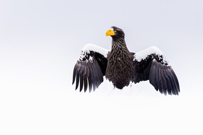 Eagle with outstretched wings, captured in a stunning wildlife photo by a talented photographer.