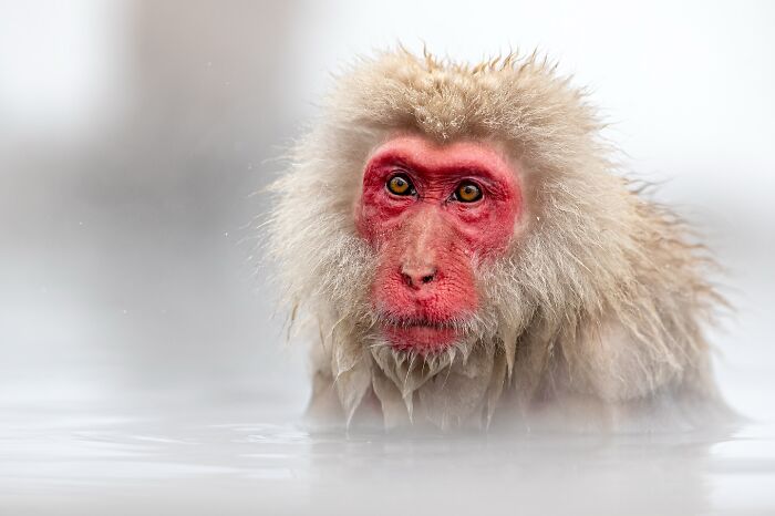 A snow monkey with red face in a hot spring, showcasing mesmerizing wildlife photography.