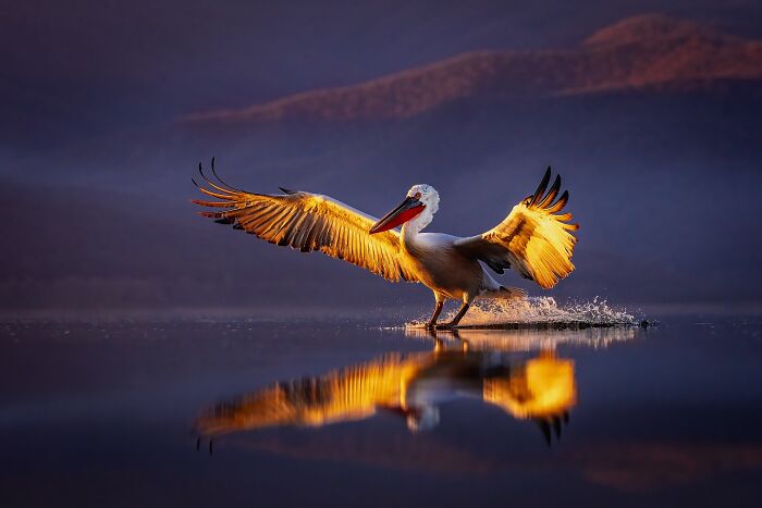 Wildlife photo of a pelican gracefully landing on water, wings outstretched, capturing natural beauty.