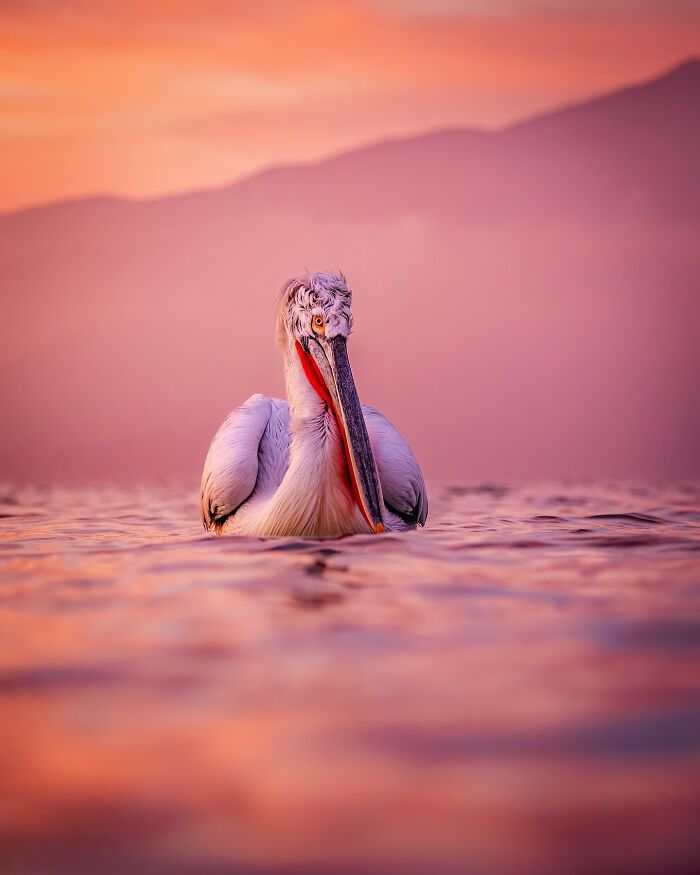 Pelican on tranquil water at sunset, displaying mesmerizing wildlife photography.