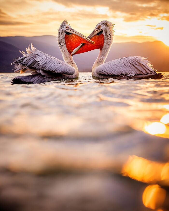 Two pelicans interacting on a calm lake at sunset, showcasing mesmerizing wildlife photography.