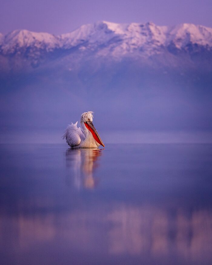 Wildlife photography of a pelican on a calm lake, with snowy mountains in the background, under a purple sky.