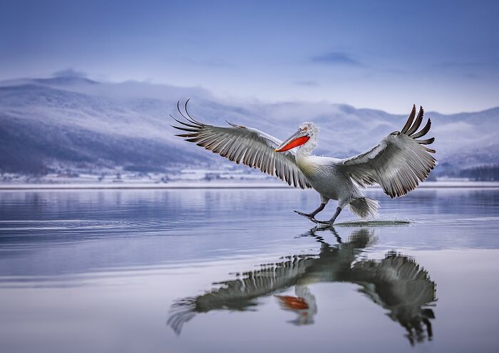 Wildlife photo of a pelican gracefully skimming a calm lake with snowy mountains in the background.