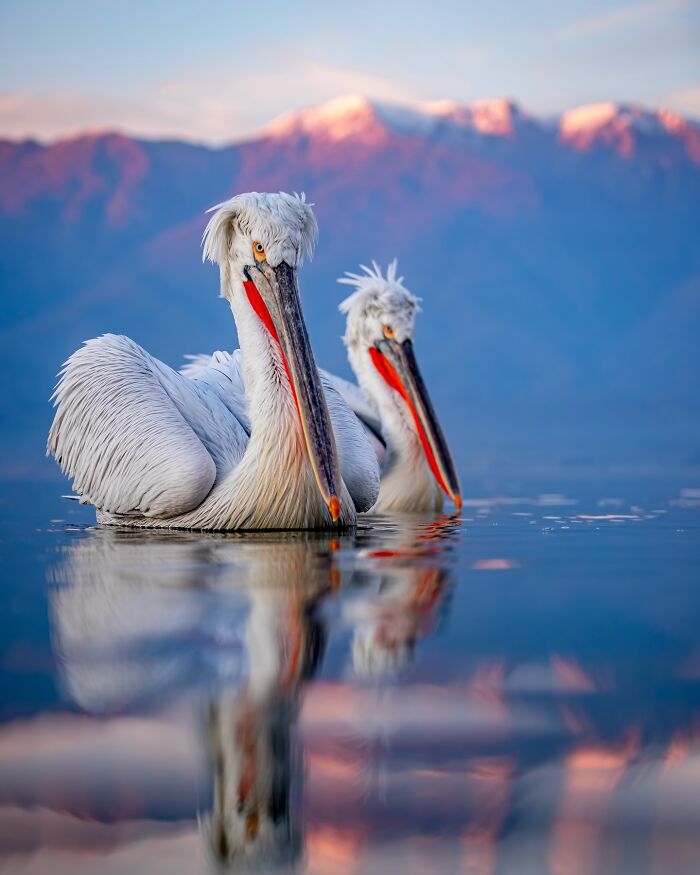 Wildlife photo of two pelicans on a serene lake with mountains in the background at sunset.