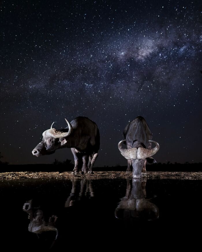 Wildlife photography captures two buffalo under a starry night sky, reflecting in the water below.