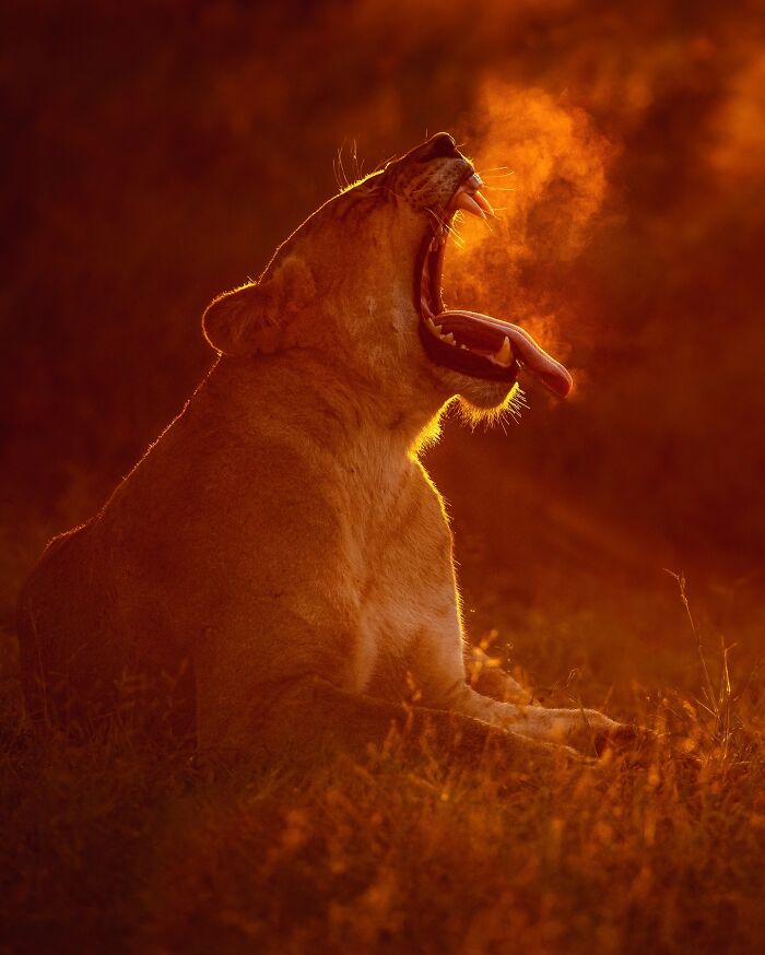 Wildlife photo of a lion yawning at sunrise, its breath visible in the cold air, showcasing nature's raw beauty.