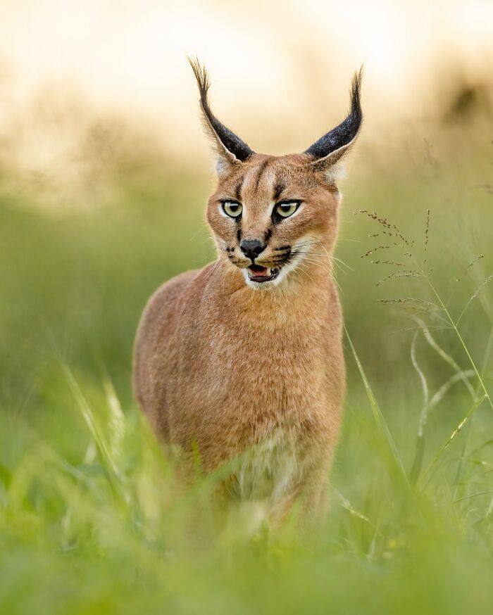 Wildlife photo of a caracal standing in lush green grass, showcasing its unique long ears and alert expression.