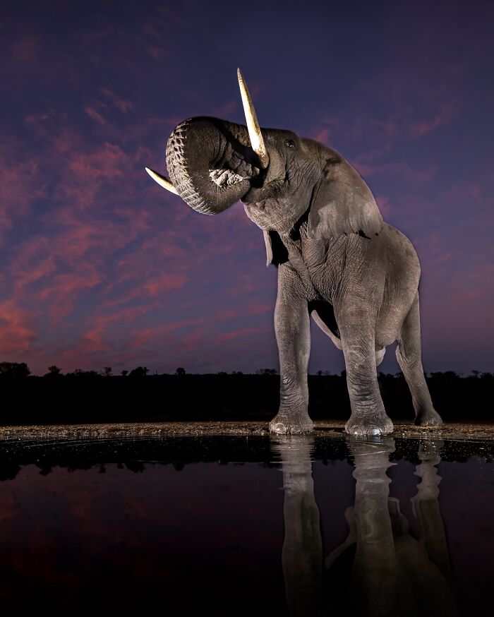 Mesmerizing wildlife photo of an elephant at dusk, reflected in water, with a vivid purple and pink sky backdrop.