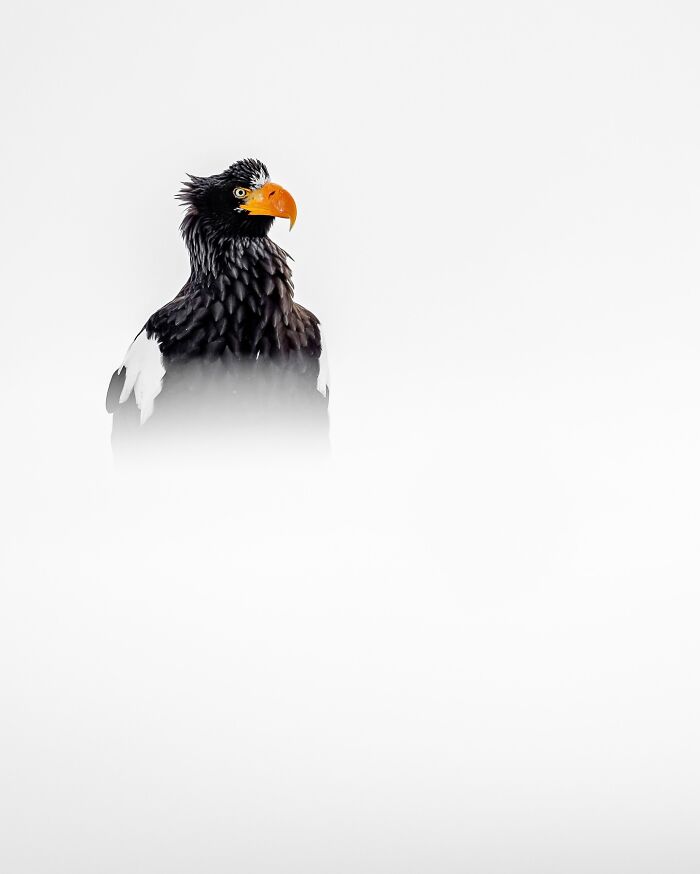 A striking photo of a Steller's sea eagle with a white background, highlighting wildlife photography.