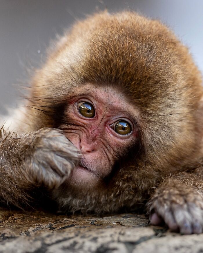 A young monkey gazes curiously, showcasing stunning wildlife photography.