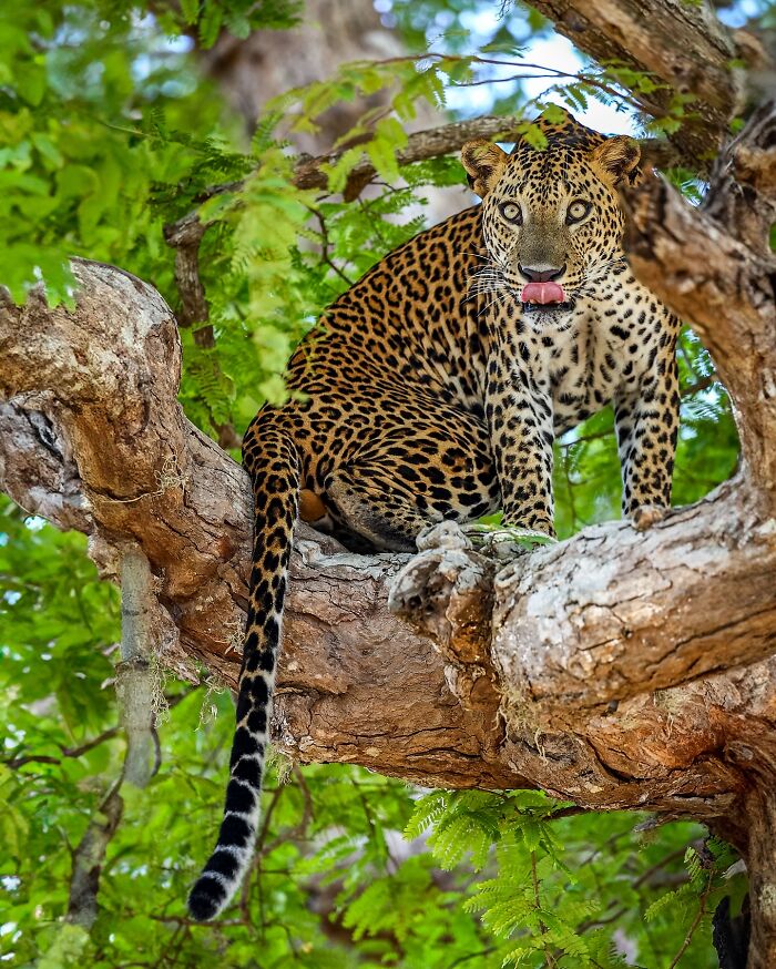 Wildlife photo of a leopard perched on a tree branch, surrounded by lush green leaves.