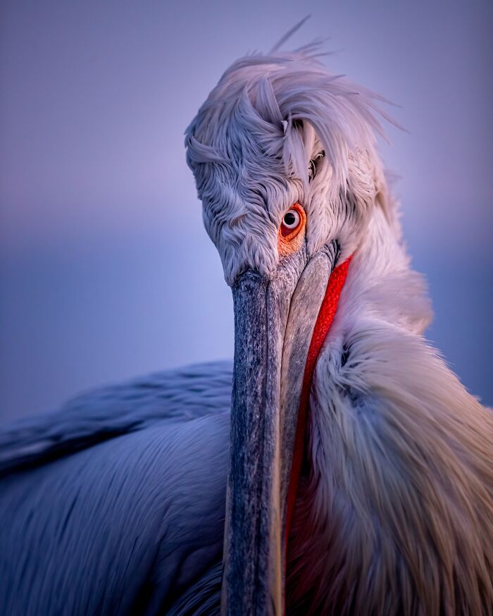 Close-up of a pelican with intricate feathers and striking eye, showcasing mesmerizing wildlife photography.