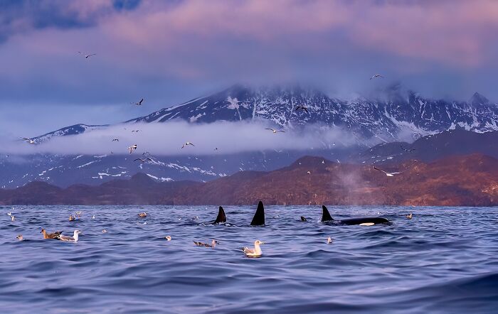 Mesmerizing photo of wildlife: orcas swimming with birds near snow-capped mountains under a colorful sky.