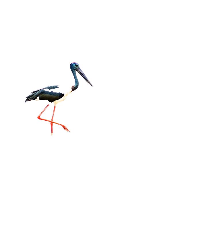 Wildlife photo of a black-necked stork with vibrant red legs, isolated on a white background.