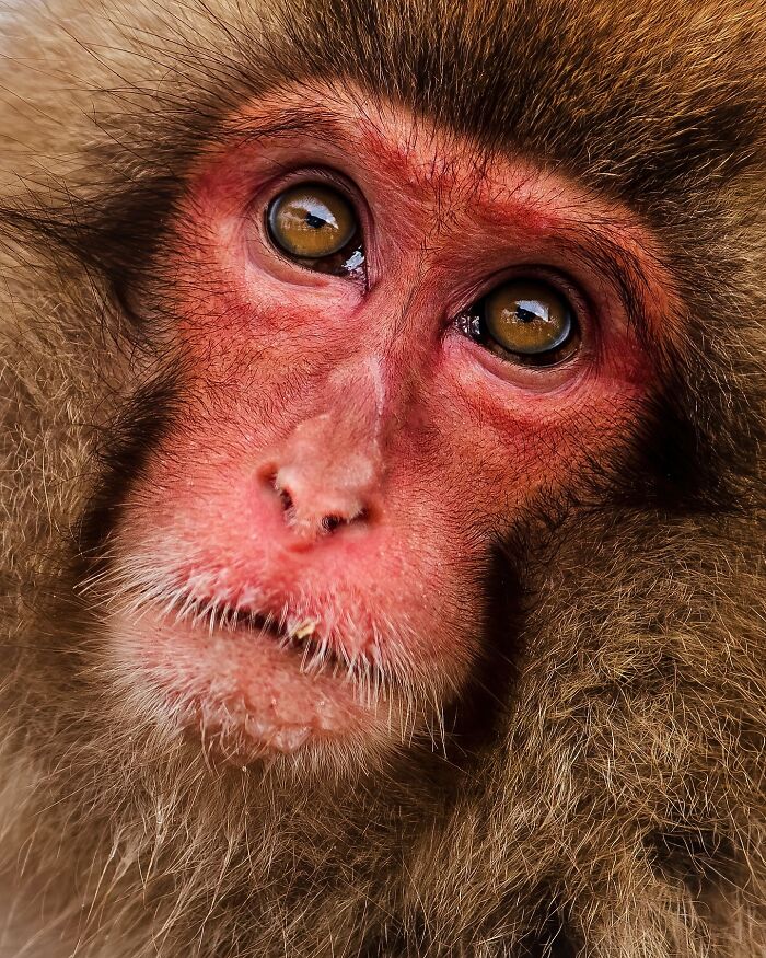 Close-up of a monkey with intense brown eyes, showcasing mesmerizing wildlife photography.