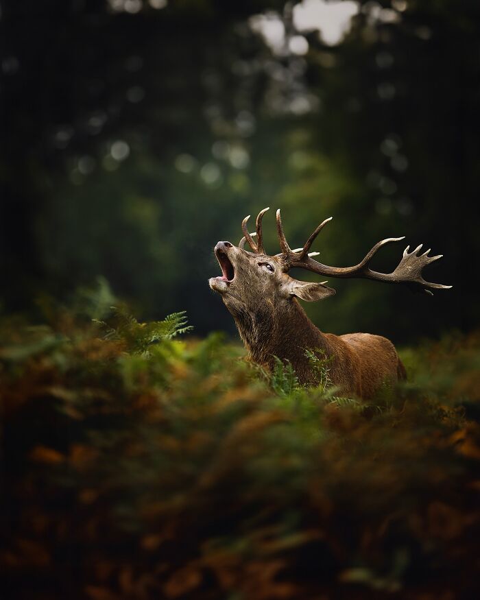 Wildlife photography captures a majestic stag roaring in a forest setting.