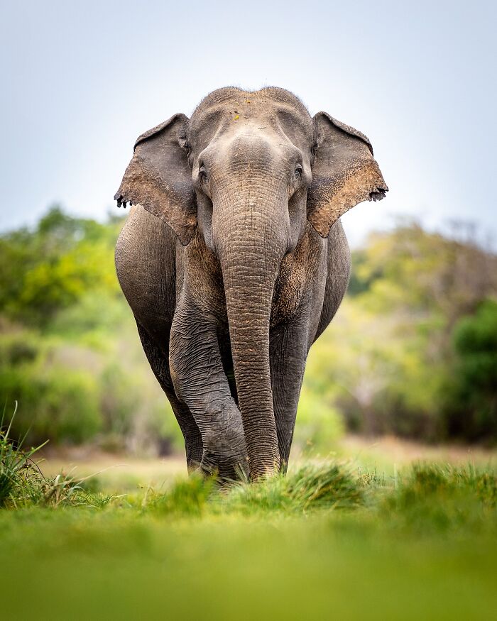 Wildlife photo of a majestic elephant walking through lush greenery, showcasing its grandeur and natural beauty.