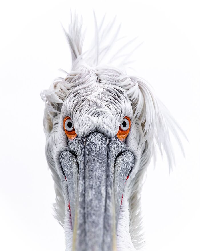 Close-up of a wild pelican's face with striking orange eyes and intricate feather details, showcasing wildlife photography.