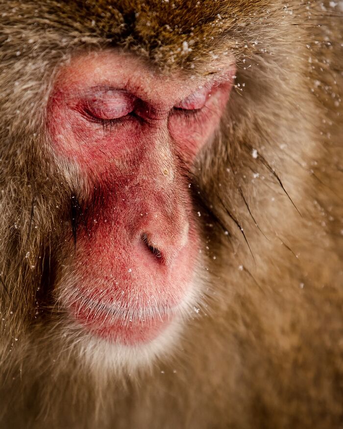 Close-up of a snow-covered monkey with closed eyes, capturing mesmerizing wildlife details.