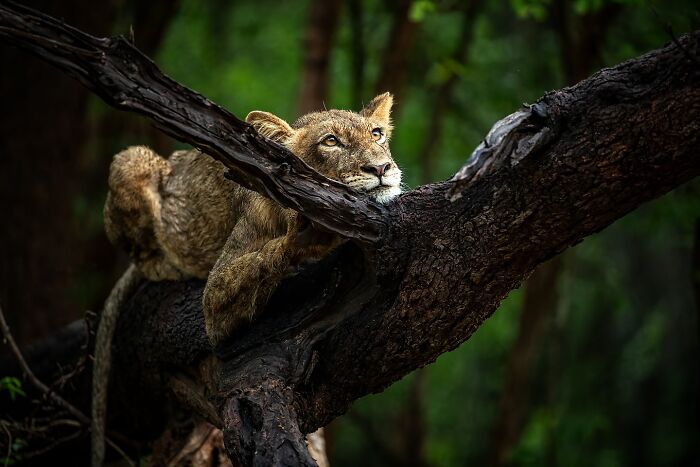 Wildlife photo of a lioness resting on a tree branch, captured in a lush green forest setting.