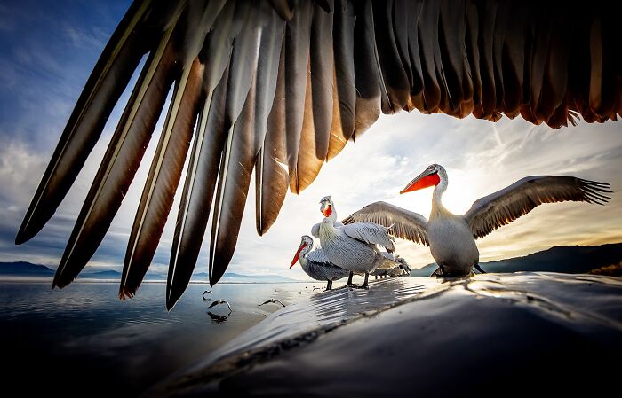 Mesmerizing photo of pelicans in the wild, captured with dramatic wingspan on a reflective water surface.