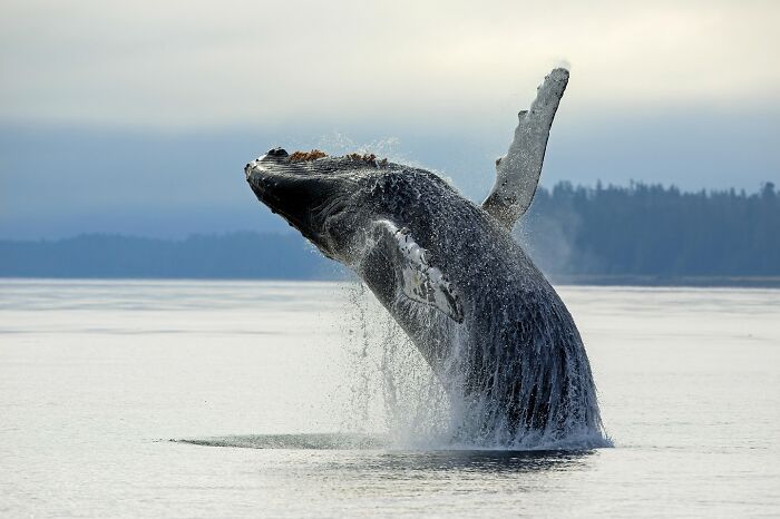 Mesmerizing wildlife photo of a whale breaching, captured mid-air against a serene ocean backdrop.