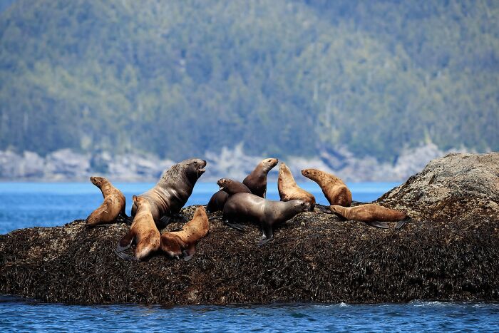 Wildlife photo of sea lions basking on a rock, showcasing their natural habitat.