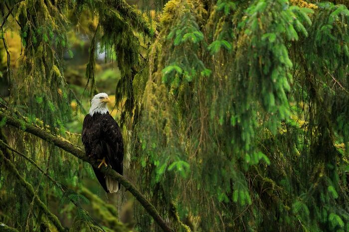 Eagle perched on a mossy tree branch, captured in a mesmerizing wildlife photo.