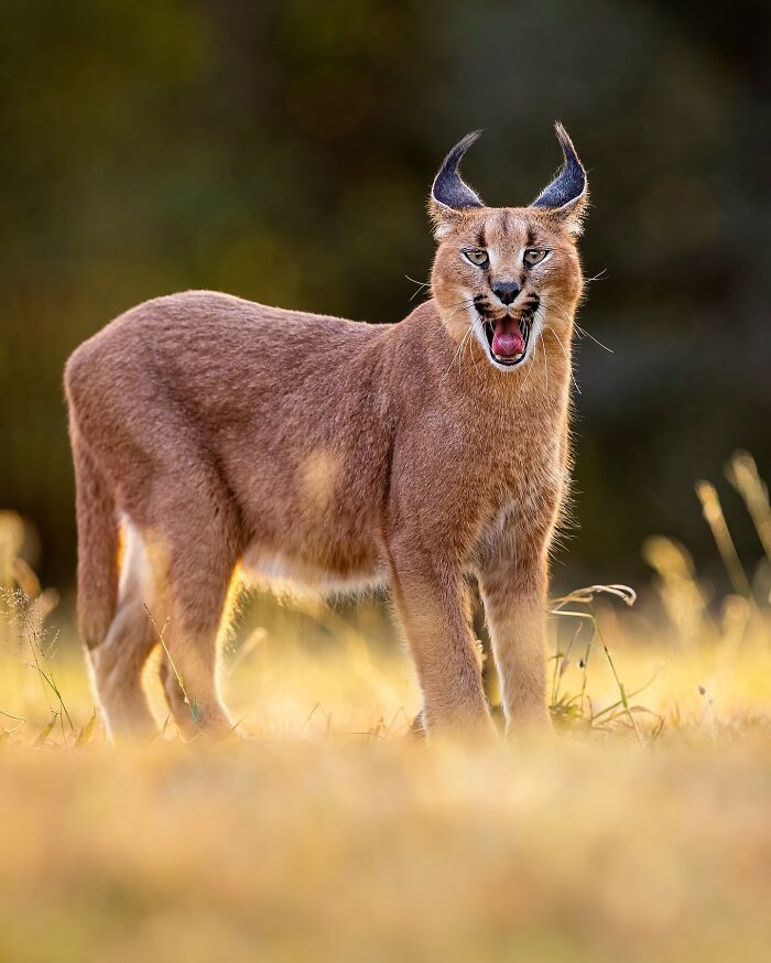 Wildlife photo of a caracal in a sunlit field, showcasing its sharp features and open mouth.