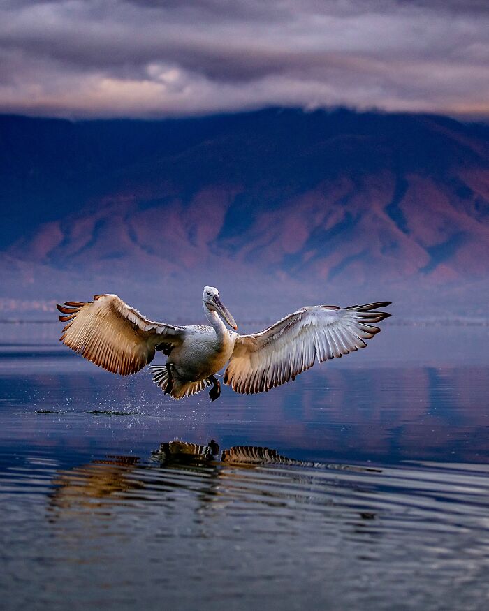 Wildlife photo of a pelican taking flight over a lake with mountains in the background.