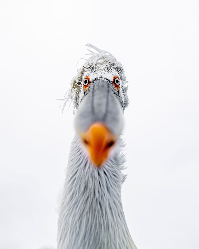 Close-up of a white bird with an orange beak and striking eyes, captured by a photographer focused on mesmerizing wildlife photos.